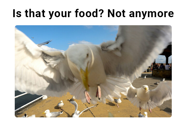 seagull-feed--GB-