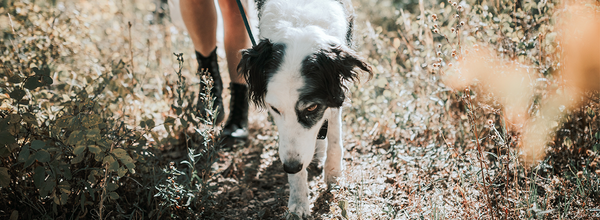 クイズ：あなたの犬は何を伝えたいのか？