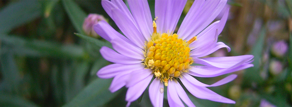 なぜWikipediaの花の写真が突然1日に9000万ビューを獲得するようになったのか？